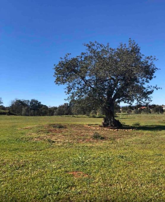 Quinta Chalet Alcantarilha Kültér fotó